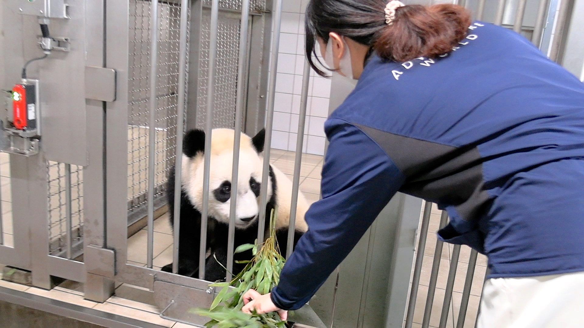 パンダの気持ちになり、竹を厳選」 パンダ飼育員・吉田倫子の“7つの