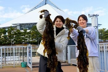 【横浜・八景島シーパラダイス】春が旬の“ワカメ”を「知る」「獲る」「食べる」ことができるイベント『ワカメ収穫体験』【２０２６年３月１日（日）～３１日（火）】