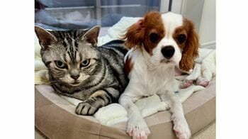 「痛ぁぁぁいっっ！！」子犬をしつける“兄猫”の愛深すぎ動画が話題！耳をハムハムしたらまさかの10倍返し！？【激かわアニマル奇跡の瞬間】