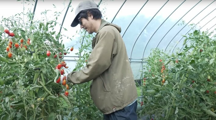 【画像】「いい顔してる！」「見ていて楽しい」とファン絶賛！松山ケンイチ 自身が栽培したトマト約35㎏収穫する様子を見る