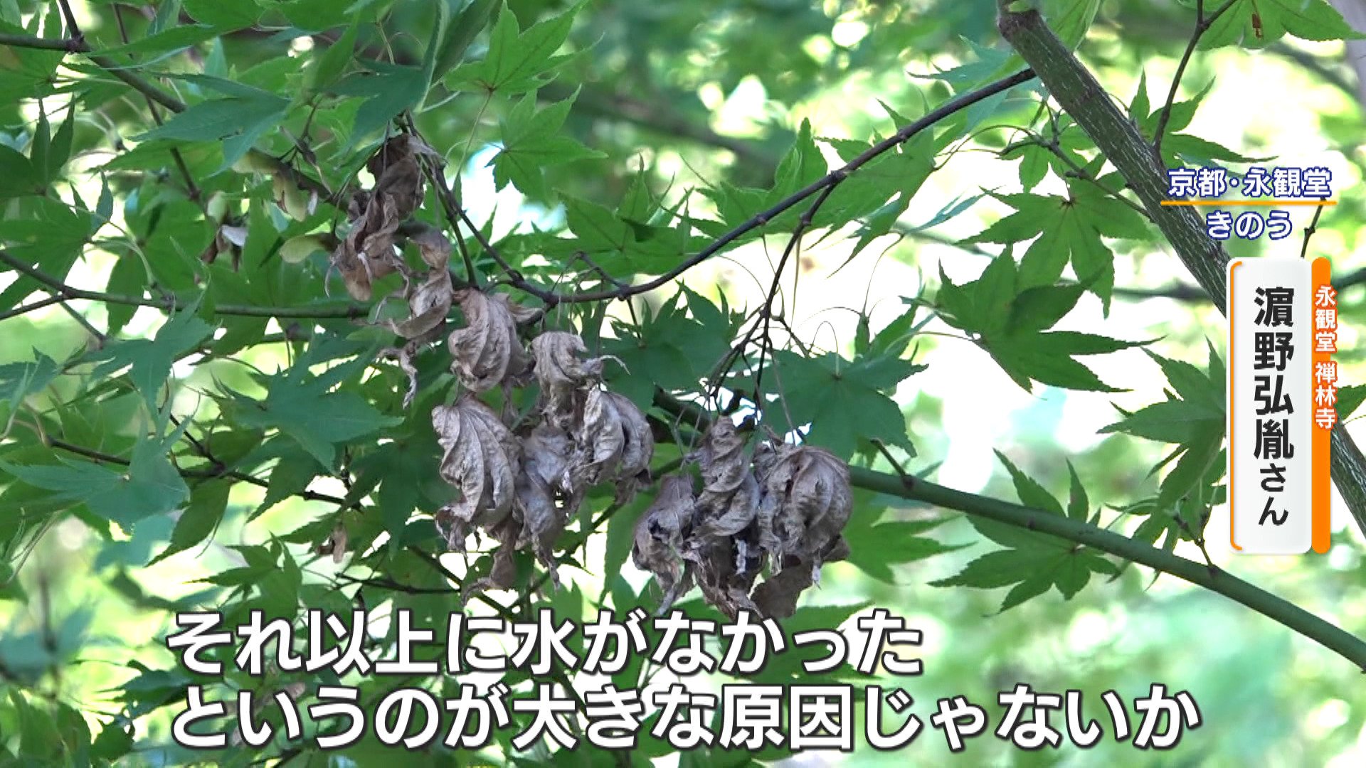 何が？】全国各地で“植物に異変” 紅葉する前にモミジが枯れる？秋に桜