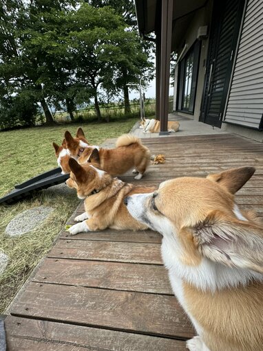睡蓮の葉で寝る木彫りのコーギー アート・写真