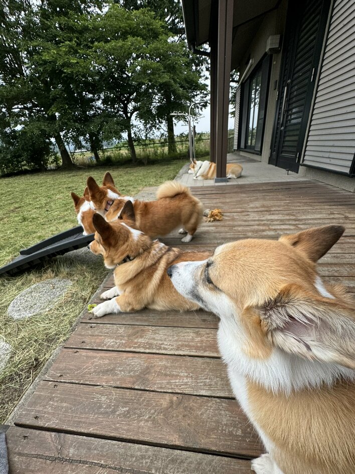 モフモフがいっぱい」うたた寝する飼い主を囲む“5匹のコーギー”が話題