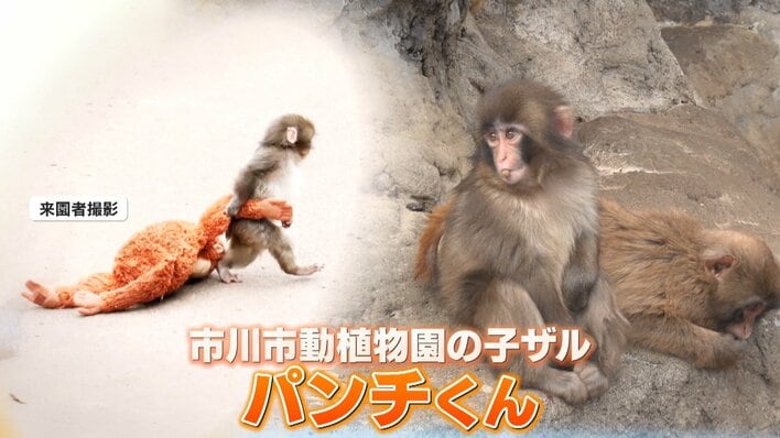 がんばれパンチ】世界中が夢中の子ザル・パンチくん なぜ心つかむ