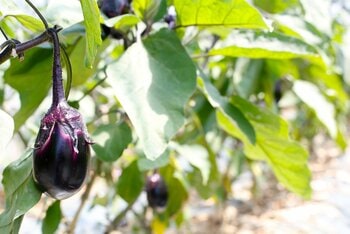 泉州水なすピクルスが食べ放題！いずみピクルス、SON CAFEとECで旬の水なすフェスタを6月25日より開催