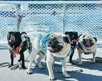 10月毎週金曜「ペットクルーズ」開催！愛犬と三方五湖の湖上散歩へ。