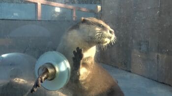 GWや夏休みに！動物と触れ合える体験型動物園＆水族館を紹介　かわいいコツメカワウソとハイタッチできる おすすめ5選
