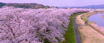日本最大級！2.2kmのピンクの雲海！「第41回ふくい桜まつり」　　3月21日開幕！