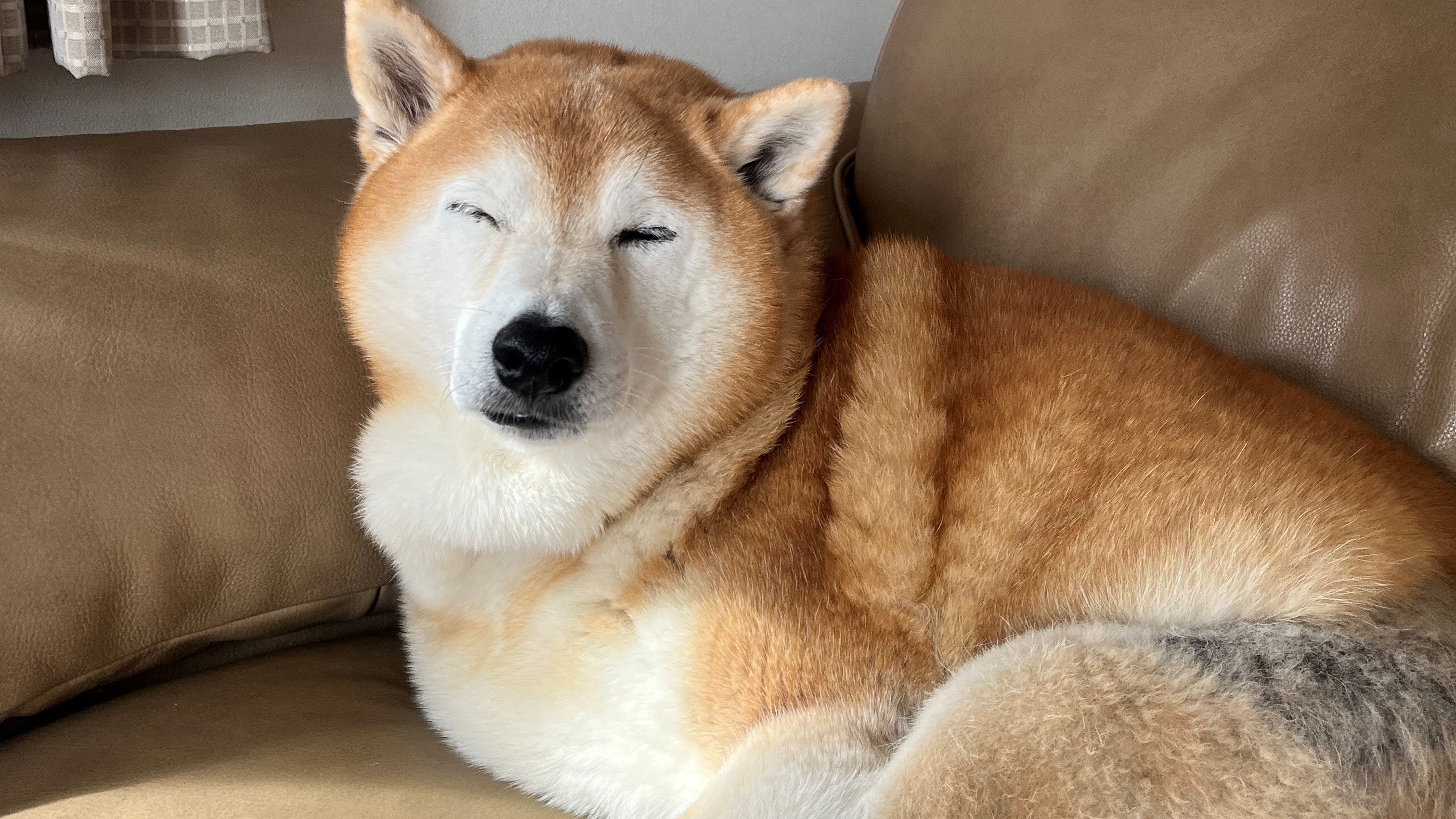 声出して笑った」飼い主へのお出迎えに酷すぎる差！？愛され柴犬の“塩対応”姿が「顔冷めすぎw」「急激に顔が曇っていく笑笑」と話題【激かわアニマル奇跡の瞬間】  | めざましmedia | “好き”でつながる