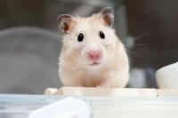 前世は犬！？ハムスターの“へやんぽ中”での行動が「天才」と話題！ボール転がしたら…一生懸命な姿に「うちの犬より犬」「癒やされる」【激かわアニマル奇跡の瞬間】