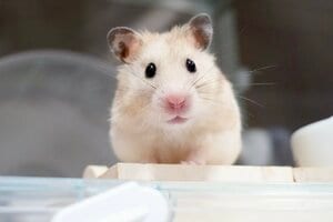前世は犬！？ハムスターの“へやんぽ中”での行動が「天才」と話題！ボール転がしたら…一生懸命な姿に「うちの犬より犬」「癒やされる」【激かわアニマル奇跡の瞬間】