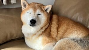 「声出して笑った」飼い主へのお出迎えに酷すぎる差！？愛され柴犬の“塩対応”姿が「顔冷めすぎw」「急激に顔が曇っていく笑笑」と話題【激かわアニマル奇跡の瞬間】