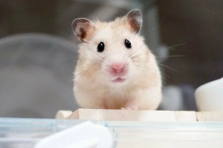 前世は犬！？ハムスターの“へやんぽ中”での行動が「天才」と話題！ボール転がしたら…一生懸命な姿に「うちの犬より犬」「癒やされる」【激かわアニマル奇跡の瞬間】