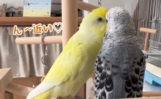 中に人が入ってる」インコがインコにささやく“愛の言葉”が「まるで