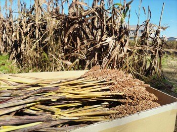 ときがわ町の観光資源、名産品の創出の第一歩へ。昭和レトロな温泉銭湯 玉川温泉が「ソルガム収穫体験」を実施