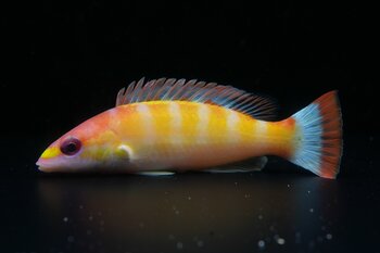 【沖縄美ら海水族館】久米島で採集した紅白模様の深海ベラ「世界初展示！コウハクカザリアカボウ」