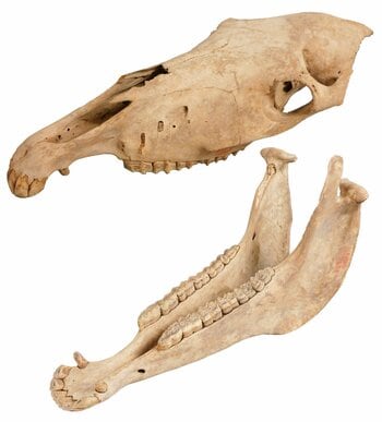 新春ミニ展示「午年展」～ウマにちなんだいろいろな標本～を開催します