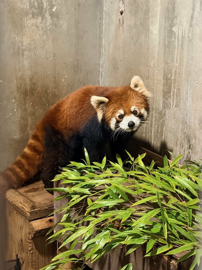 お上品やね」レッサーパンダの“美しすぎる立ち姿”が反響！姿勢をキープ