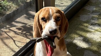 どうしても手をつないで寝たい！ビーグルの愛おしい甘えん坊な姿に「繋いじゃう」と反響【激かわアニマル奇跡の瞬間】