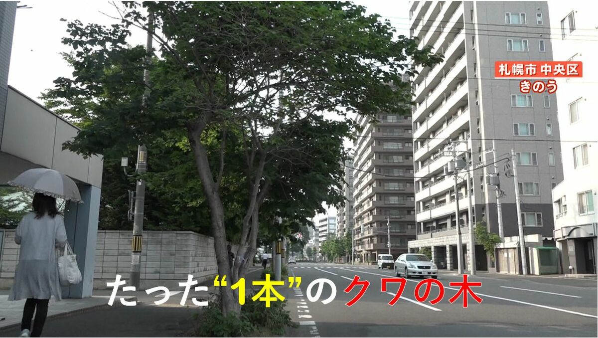 ナゾ】札幌のイチョウ並木に1本だけ“クワの木”が…枝が広がり伐採へ