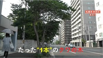 【ナゾ】札幌のイチョウ並木に1本だけ“クワの木”が…枝が広がり伐採へ　誰が無断で植えた？住民困惑