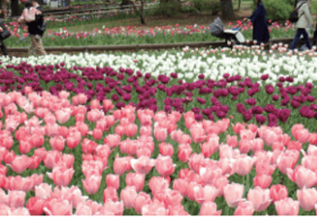 【第１０回】『ガーデンネックレス横浜２０２６』横浜の春が本番　横浜でチューリップが見頃へ　里山ガーデンの大花壇に１５０品種２０万本、週末は花イベントも充実