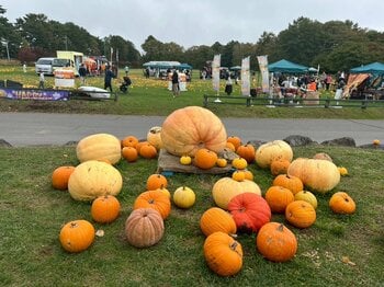 本物のハロウィンかぼちゃ（特大は60-80kg）のフォトスポット開始（10/1木～）。約1,000個が彩るハロウィンイベント開催（10/10土～10/12月 入場無料）【八ヶ岳農業大学校】