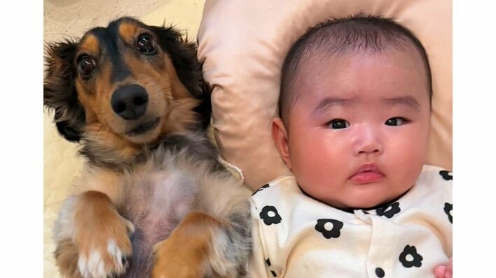 「コントやん」昼寝中の0歳女の子の隣で“興奮が止まらない”ダックスに大反響！「静かに！」必死に止めるママとの様子に「めっちゃ笑えた」【激かわキッズ＆アニマル奇跡の瞬間】
