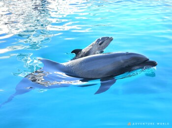 閉園した「みさき公園」から受け継いだいのち バンドウイルカがアドベンチャーワールドで再び出産
