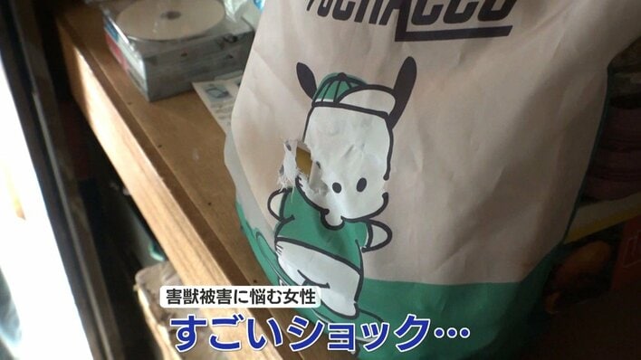 【密着】「雨漏り」「害獣」年末年始に相談増加！要注意の「住宅トラブル」　カビ発生でアレルギーの危険性　お気に入りのバッグに穴が…