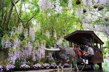 ビオスの丘 らんの花祭り うりずん2026「らんの舞」