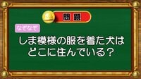 【おめざめ脳トレ】なぞなぞ！しま模様の服を着た犬はどこに住んでいるでしょう？【『クイズ！脳ベルSHOW』より】