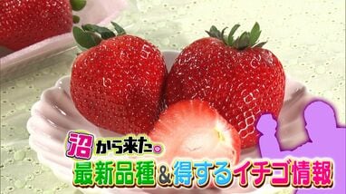 イチゴは「ヘタ側から」と「いびつな形」がポイント！プロ直伝の見分け