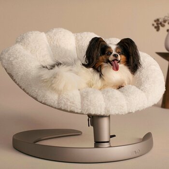 ペットケア用品ブランド「WAFONA」によるペット用品専門店『Paddy by WAFONA（パディ バイ ワフォナ）』が大丸京都店1階に期間限定オープン！