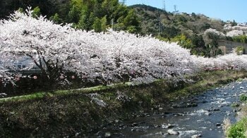 【奥湯河原温泉 海石榴つばき】3月限定 春の門出を祝う 海石榴のお祝い懐石プラン