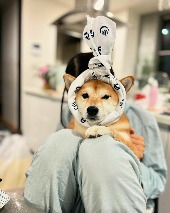 不審なサンタは絶対に許さないワン！ 柴犬に引っ張られすぎて