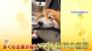 【広がる】大手企業も導入「ペット同伴OK」猫や犬を連れてオフィスで仕事！？ 社長の“犬吸い”がバズり応募者10倍の会社も