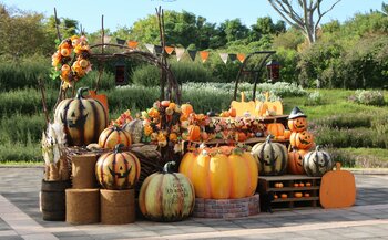 コスモス咲く「うみなか」に、ハロウィンフォトスポット登場（国営海の中道海浜公園）