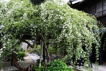 【愛知県半田市】日本最古・最大級！樹齢160年を超えハートの形になった「愛」を象徴する白モッコウバラを特別公開！