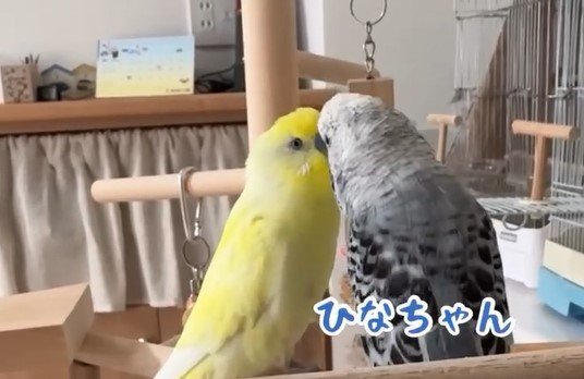 中に人が入ってる」インコがインコにささやく“愛の言葉”が「まるで