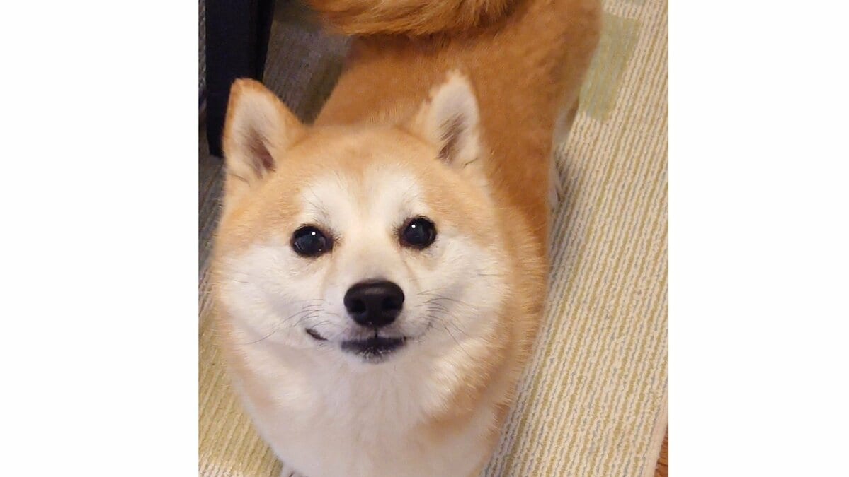 カメラに向かってニコッ！“笑顔”を見せる柴犬が話題！「幸せそうなお顔」と癒される人が続出【激かわアニマル奇跡の瞬間】 | めざましmedia |  “好き”でつながる