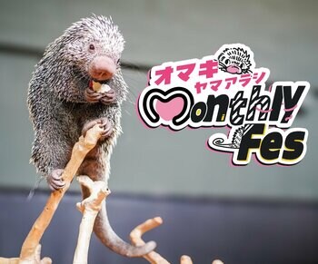 水族館にいる針だらけの動物！？モニっとかわいい魅力を伝える「オマキヤマアラシ Monthly Fes」をGWに開催！
