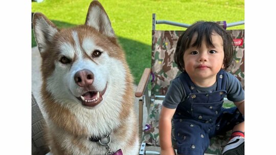 3歳ハスキーが1歳男の子に甘える“まるできょうだい”な姿に「これぞ尊い」とSNS悶絶！リラックスのあまり密着直後にまさかの扱い！？【激かわキッズ＆アニマル奇跡の瞬間】