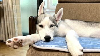 「もうシベリアには帰れない」“野生を失ったわんこの1年”が話題に！見事なまでの引きこもりっぷりに「声出して笑った」【激かわアニマル奇跡の瞬間 年末スペシャル】