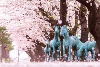 「十和田市春まつり」は今年、4月18日から5月5日まで開催。一部の行事が早まる桜の開花予想に合わせて、前倒し実施！