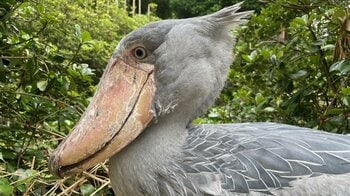 ハシビロコウの耳の穴が「結構おっきい」と驚きの声続々！あなたは耳の位置が分かる…？気になるお手入れや聴力も