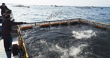 【フェアフィールド・バイ・マリオット 道の駅プロジェクト】鹿児島県垂水市漁協と協業し宿泊者限定のかんぱちエサやり体験、漁協見学イベントを開催！