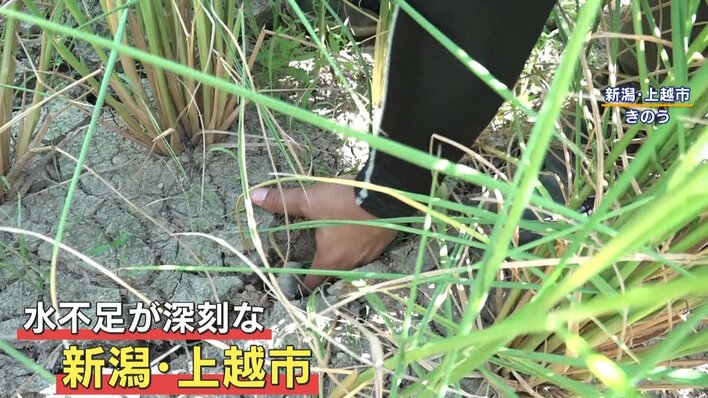 【水不足深刻化】新潟の降水量は平年比2％…コメの生育にも深刻な影響「製品としては売れない」上越市では約4万6500世帯に40％の節水呼びかけ