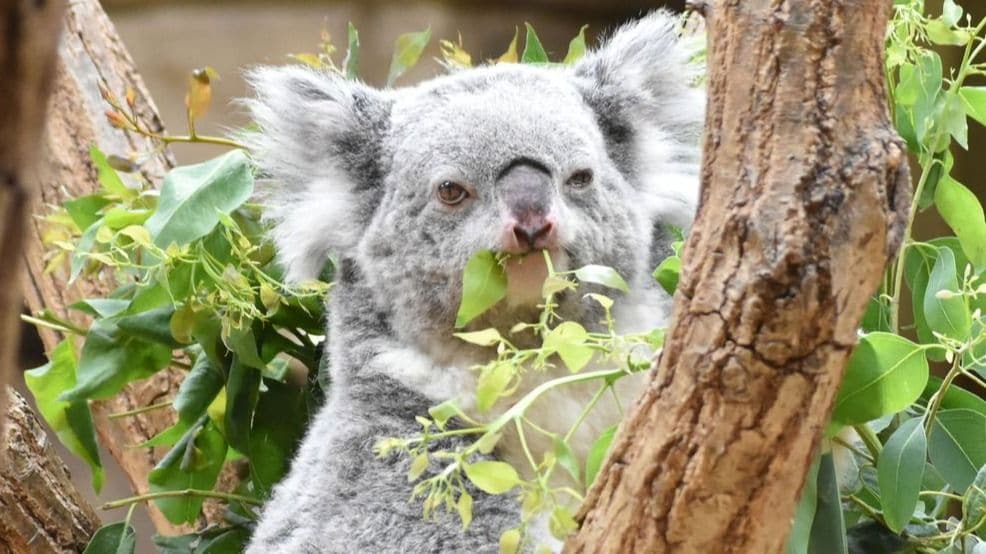 コアラ様確認用♡