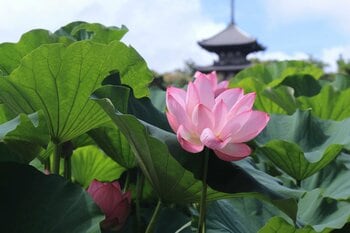 横浜・三溪園「早朝観蓮会」2026年７月25日（土）から開催